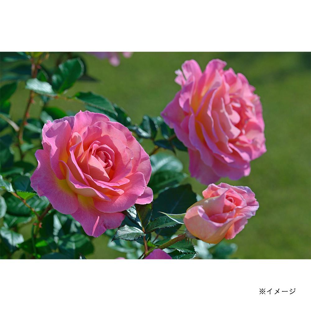 2025年バラ苗予約販売】ピンク・パラダイス | 花＆グリーン 通販