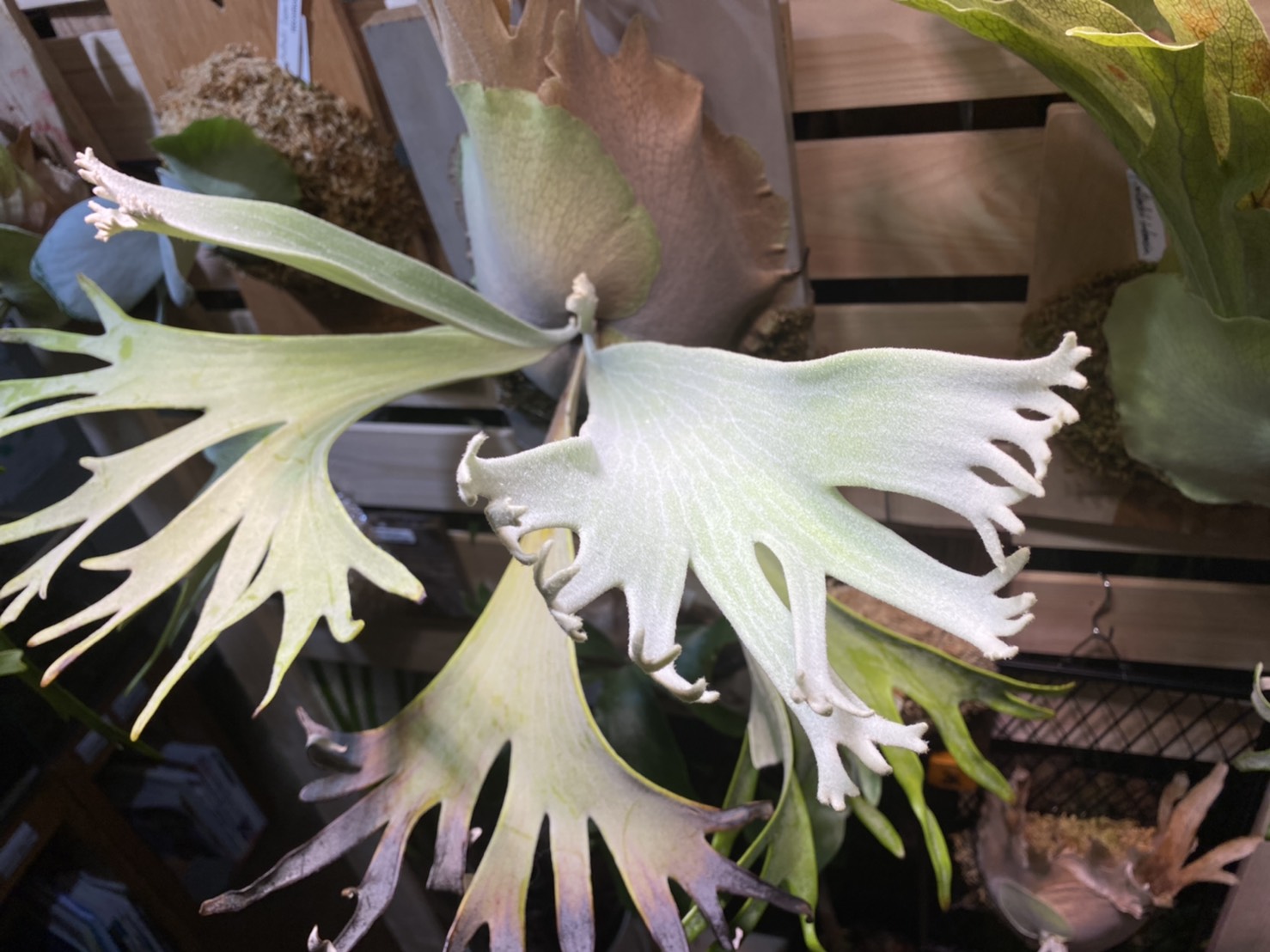 P.willinckii 'Celso' Tatsutaを室内管理にした訳【2021夏】