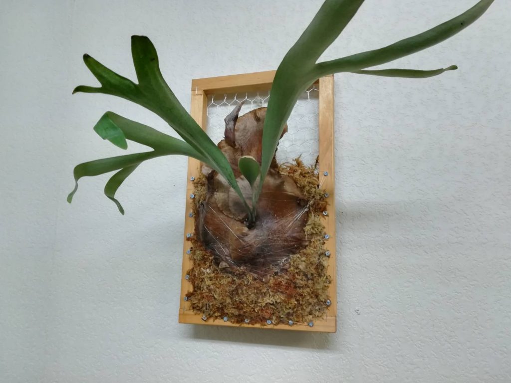 P.Pegasusの胞子葉が白くて美しい。≪ビカクシダ×7か月目×子株大発生中≫