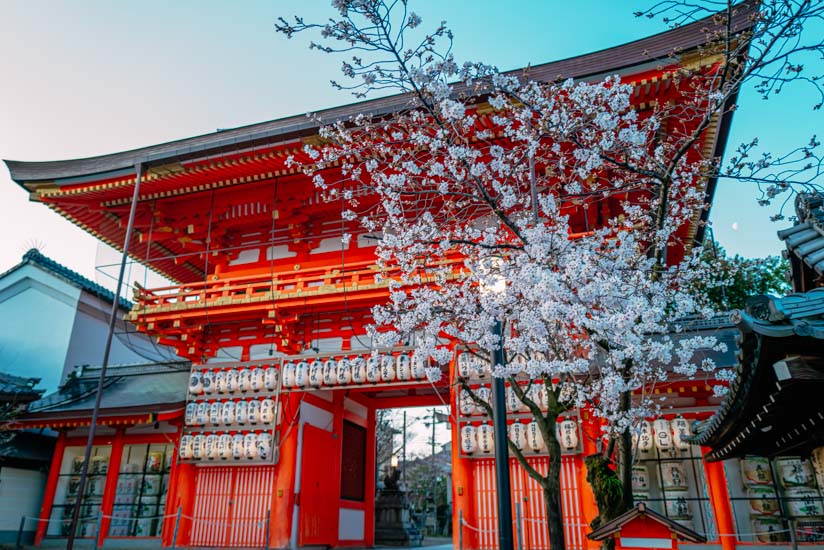 八坂神社と円山公園の桜 2024春 (京都フォトブログ)