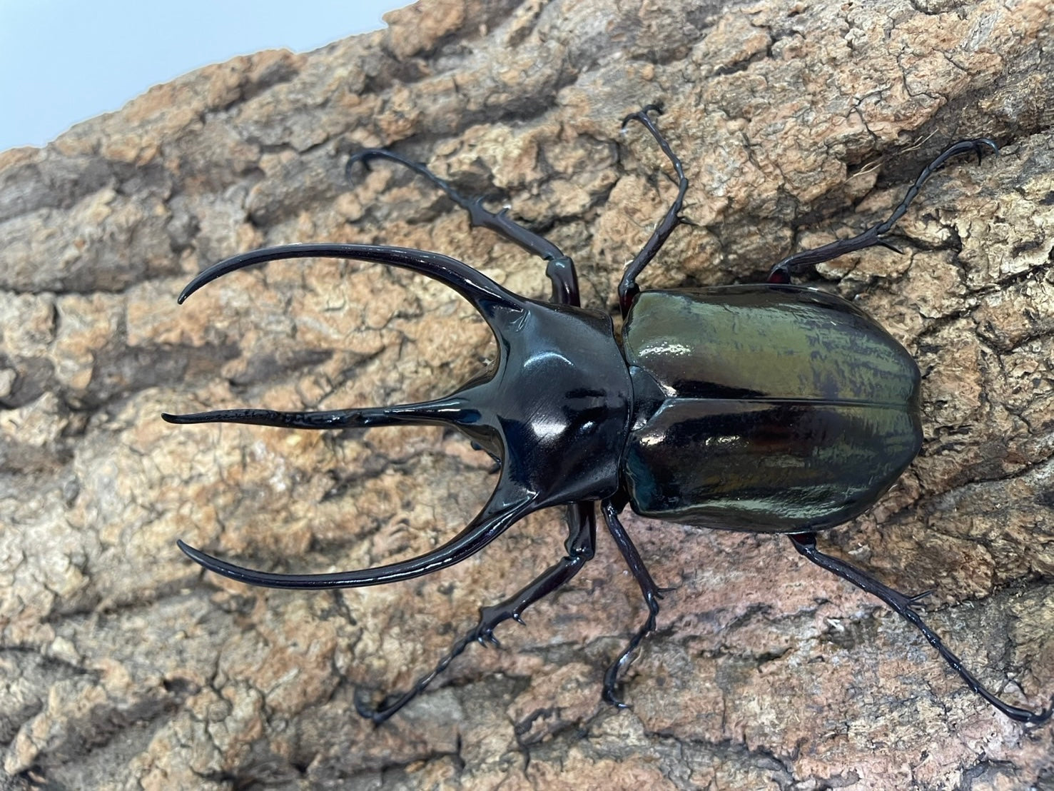 コーカサスオオカブト – INSECT SHOP KMY