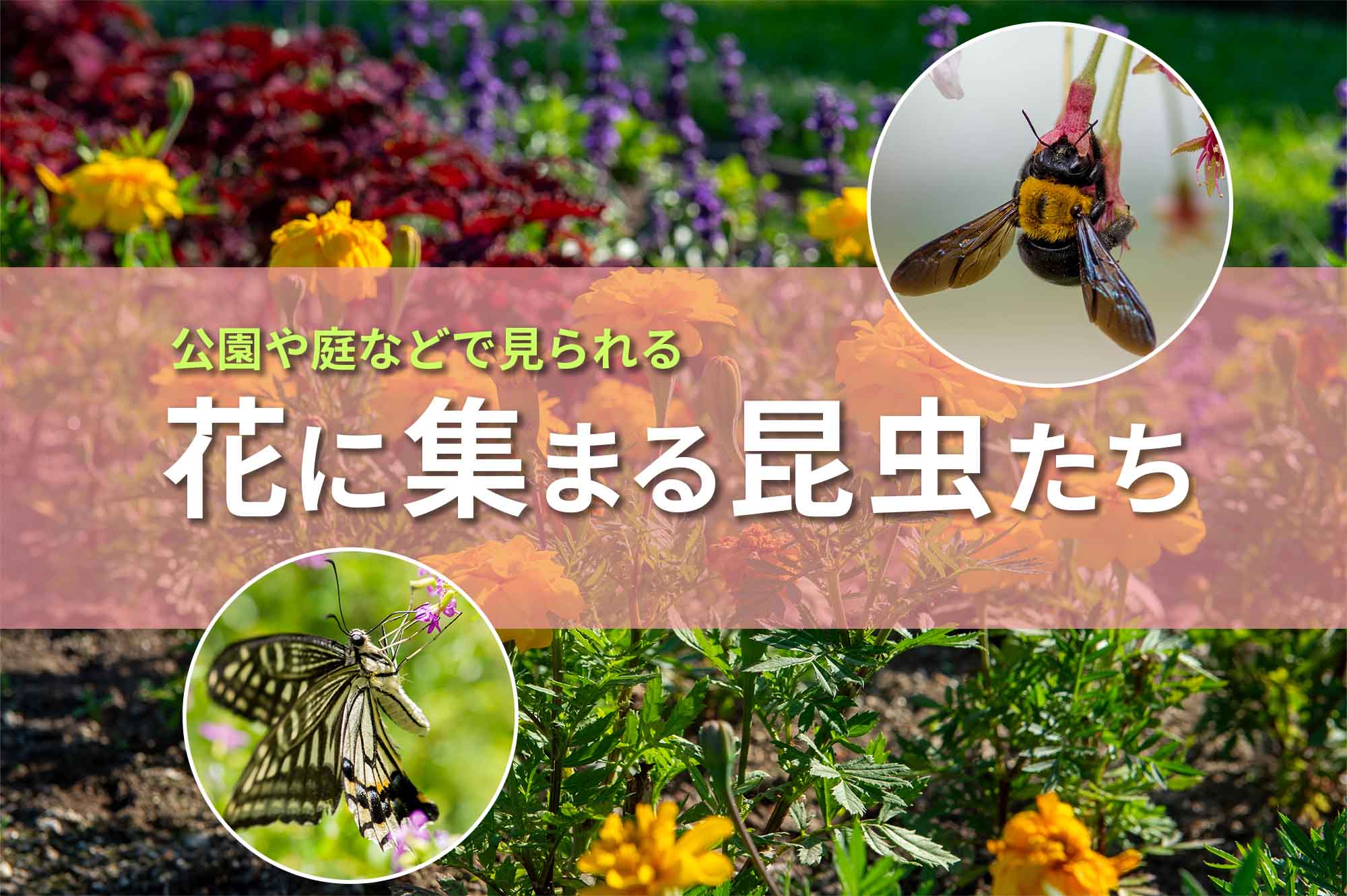 花に集まる昆虫たち | 昆虫写真図鑑 ムシミル