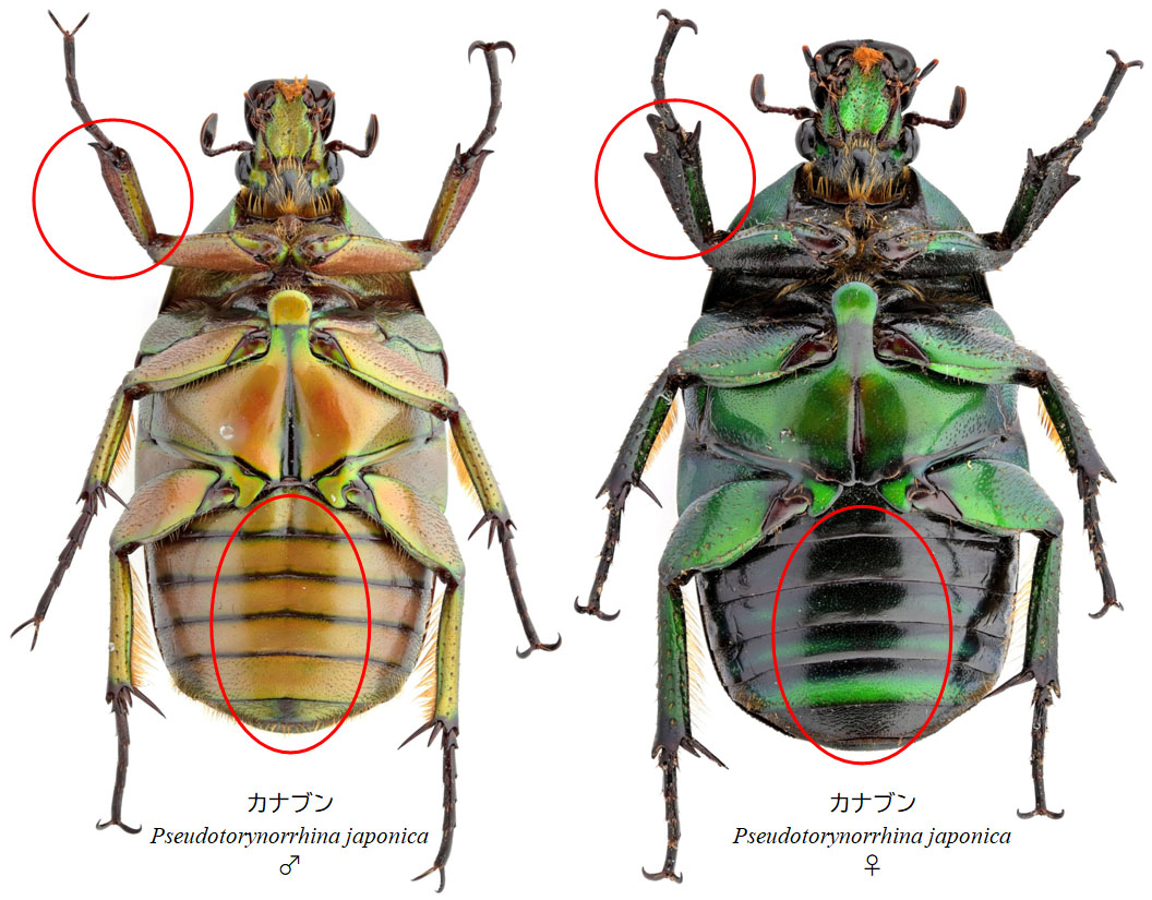 カナブン｜INSECT.Minoh.City
