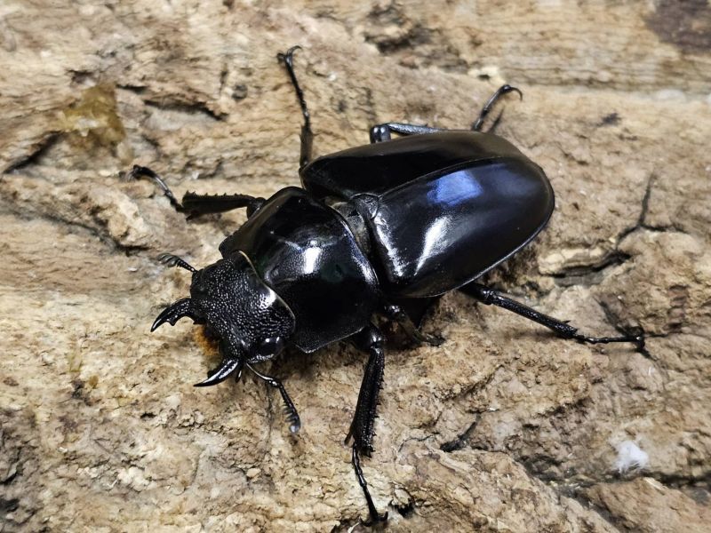 ギラファノコギリクワガタ 104/48 ペア - INSECT SHOP 美咲