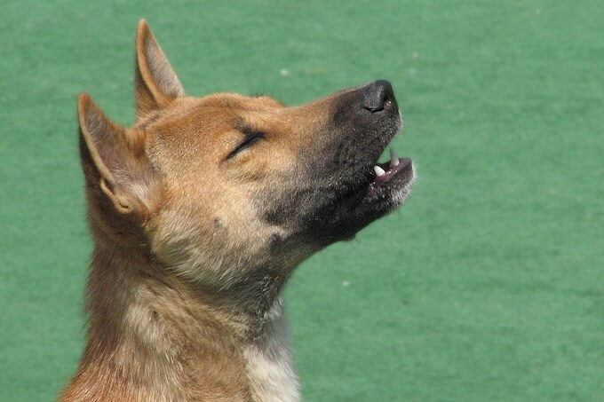 ニューギニアの歌う犬、50年ぶりに野生での生存が確認される 尾形聡子