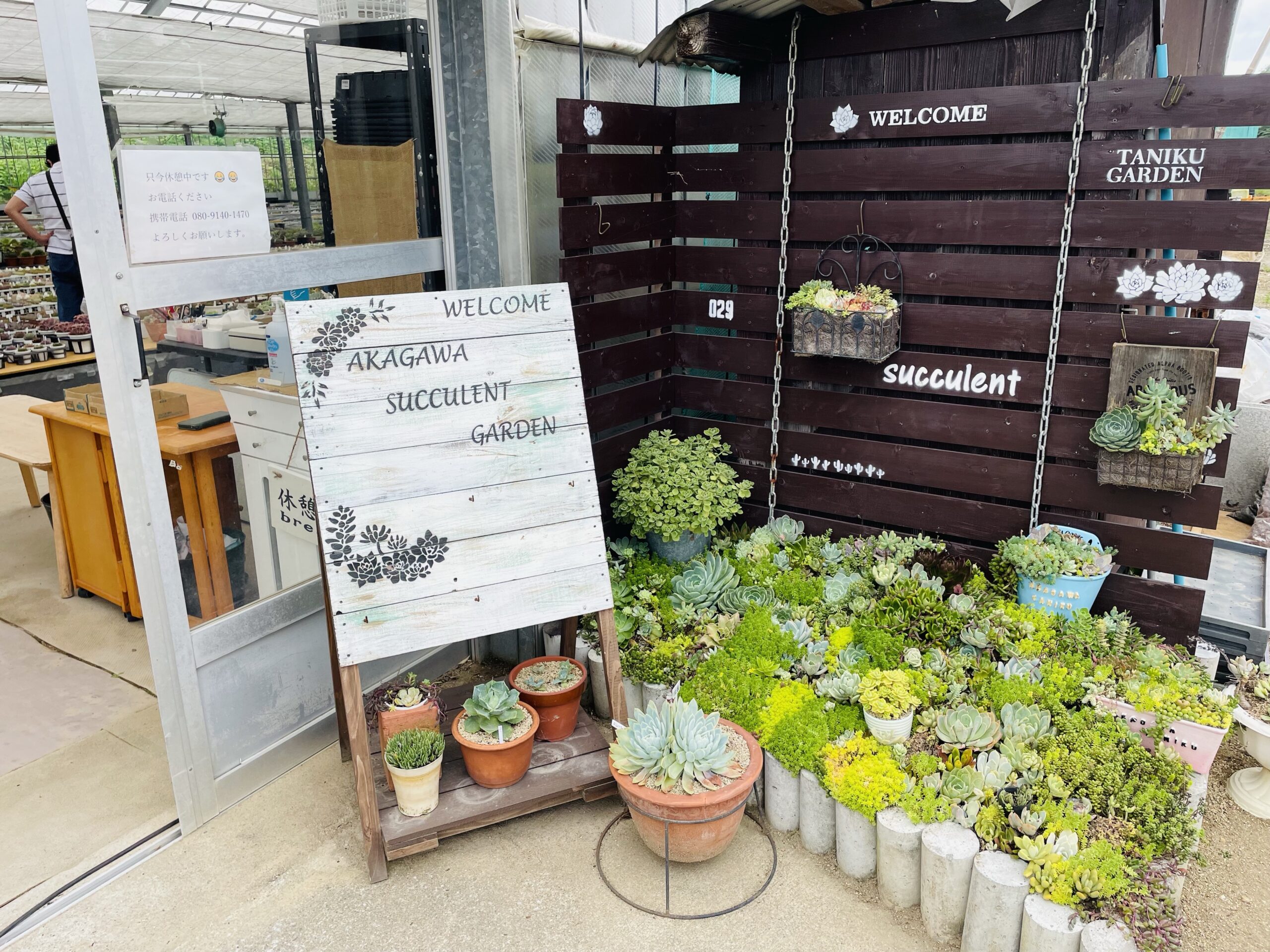 多肉植物 丹川多肉園購入苗 多肉植物エルメス エルメスの育成記録