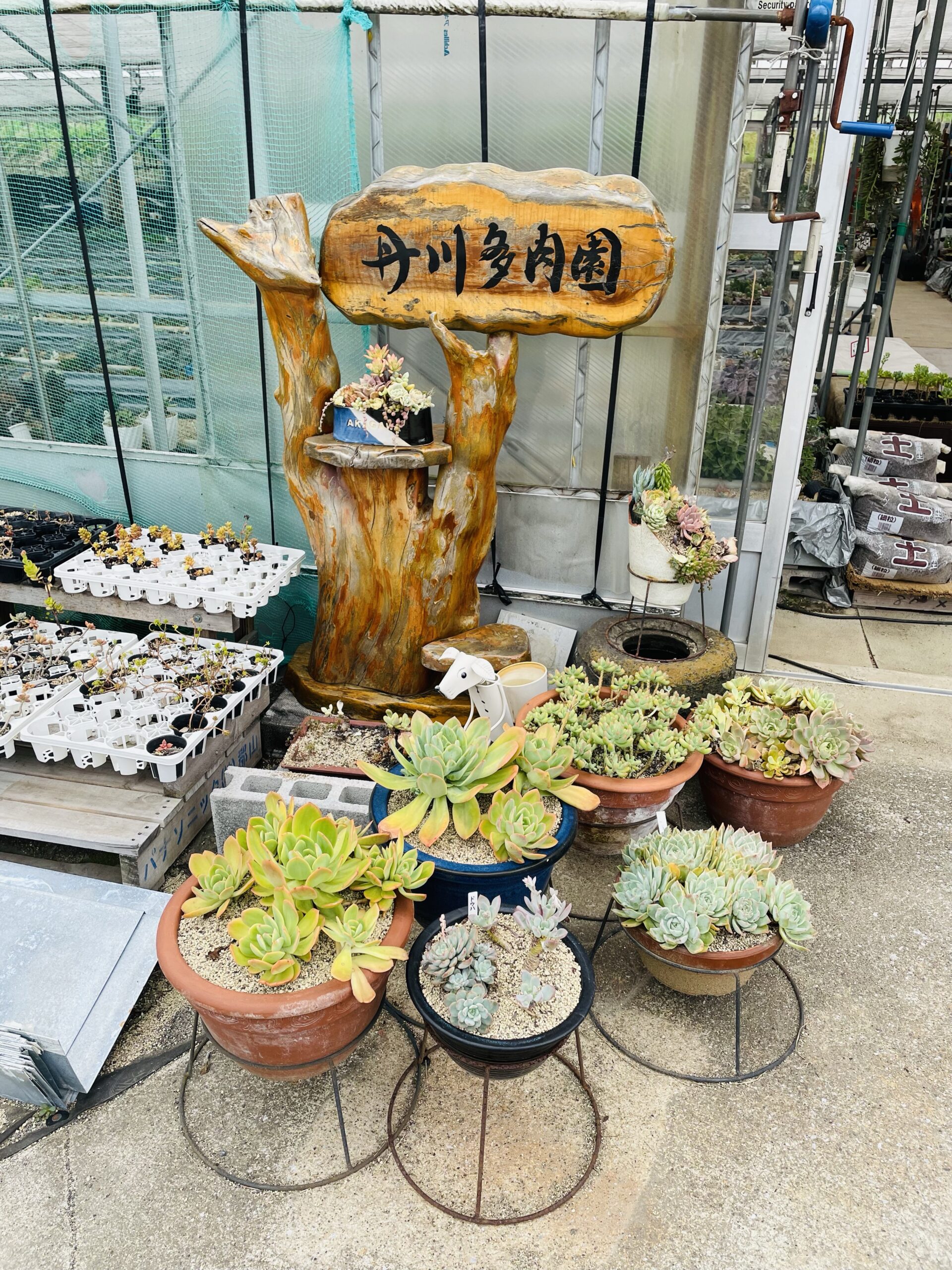 多肉植物 丹川多肉園購入苗 多肉植物エルメス エルメスの育成記録
