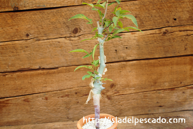 isla del pescado - Commiphora eminii-コンミフォラ・エミニー