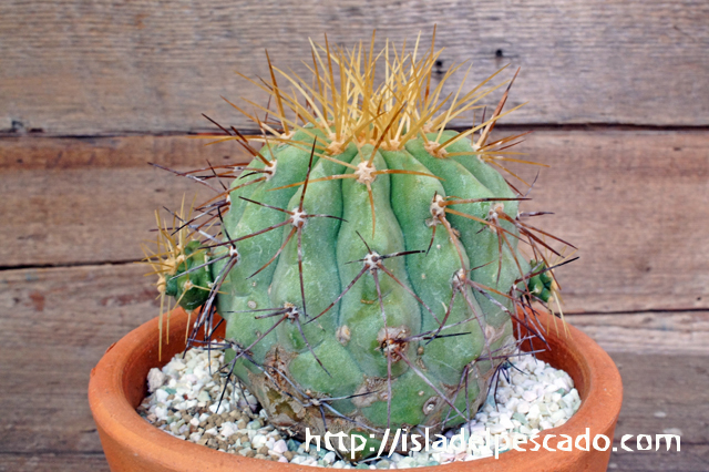 isla del pescado - Copiapoa Haseltoniana-逆鱗丸