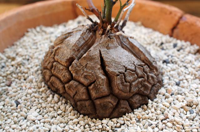 isla del pescado - Dioscorea elephantipes-亀甲竜