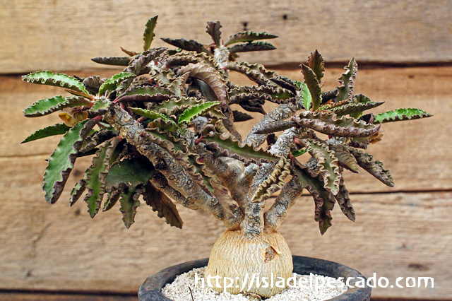 isla del pescado - Euphorbia ambovombensis-ユーフォルビア・アンボ