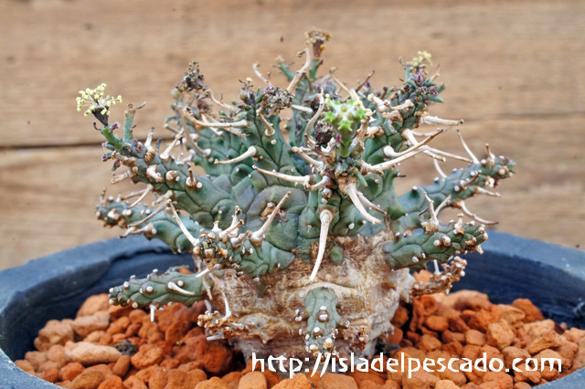 isla del pescado - Euphorbia astrophora-ユーフォルビア・アストロフォラ