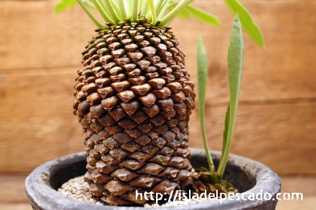 isla del pescado - Euphorbia bupleurifolia-鉄甲丸