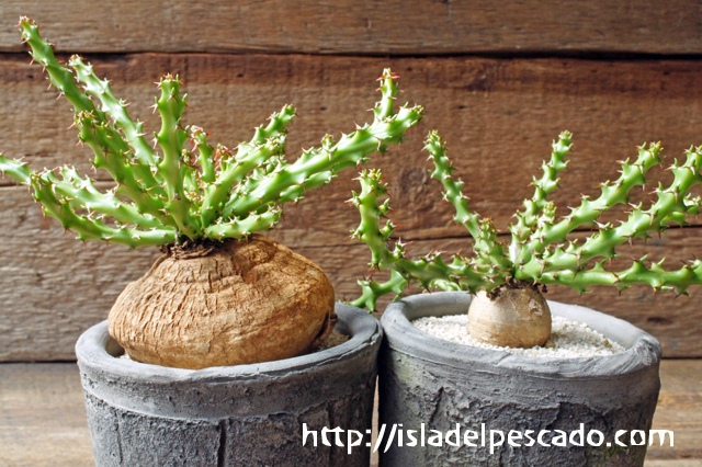 isla del pescado - Euphorbia decidua-蓬莱島