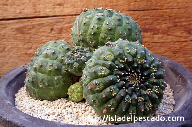 isla del pescado - Euphorbia gymnocalycioides-ユーフォルビア
