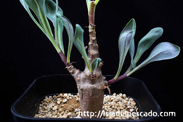 isla del pescado-多肉植物-塊根植物-Othonna macrosperma