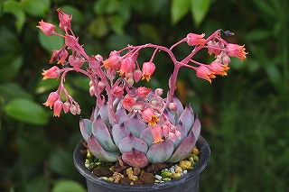 5月16日 多肉植物販売 変わったエケベリア 桃太郎が咲きました