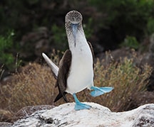 動物写真家 岩合光昭 オフィシャルサイト | ガラパゴス：野生動物図鑑