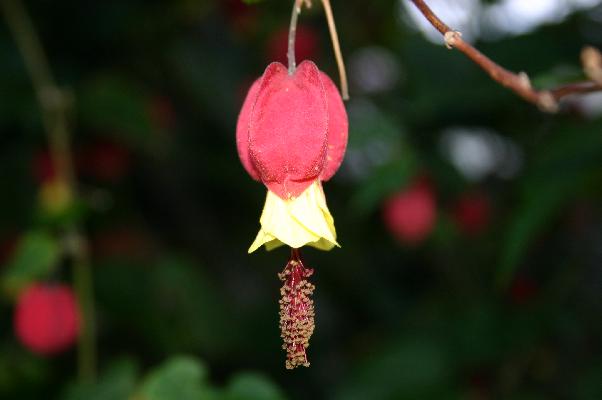 ウキツリボクの蕾から花へ/癒し憩い画像データベース/テーマ別おすすめ画像