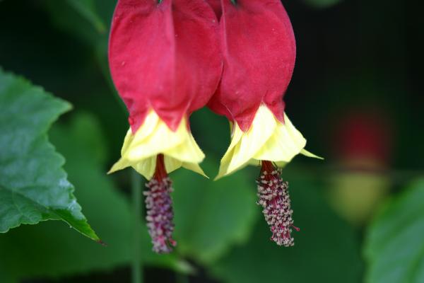 ウキツリボクの蕾から花へ/癒し憩い画像データベース/テーマ別おすすめ画像