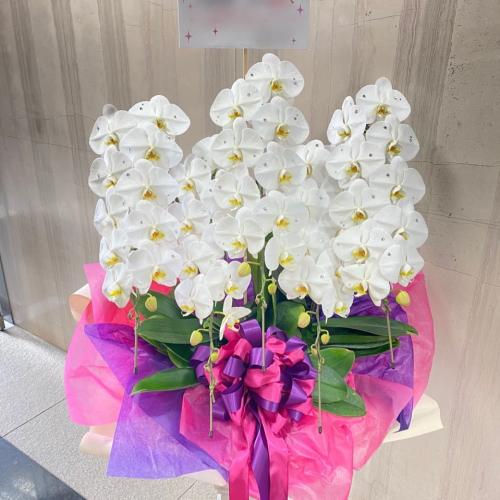 白い胡蝶蘭 5本立 スワロフスキー&ラメ加工 |東京都目黒区のお花屋さん