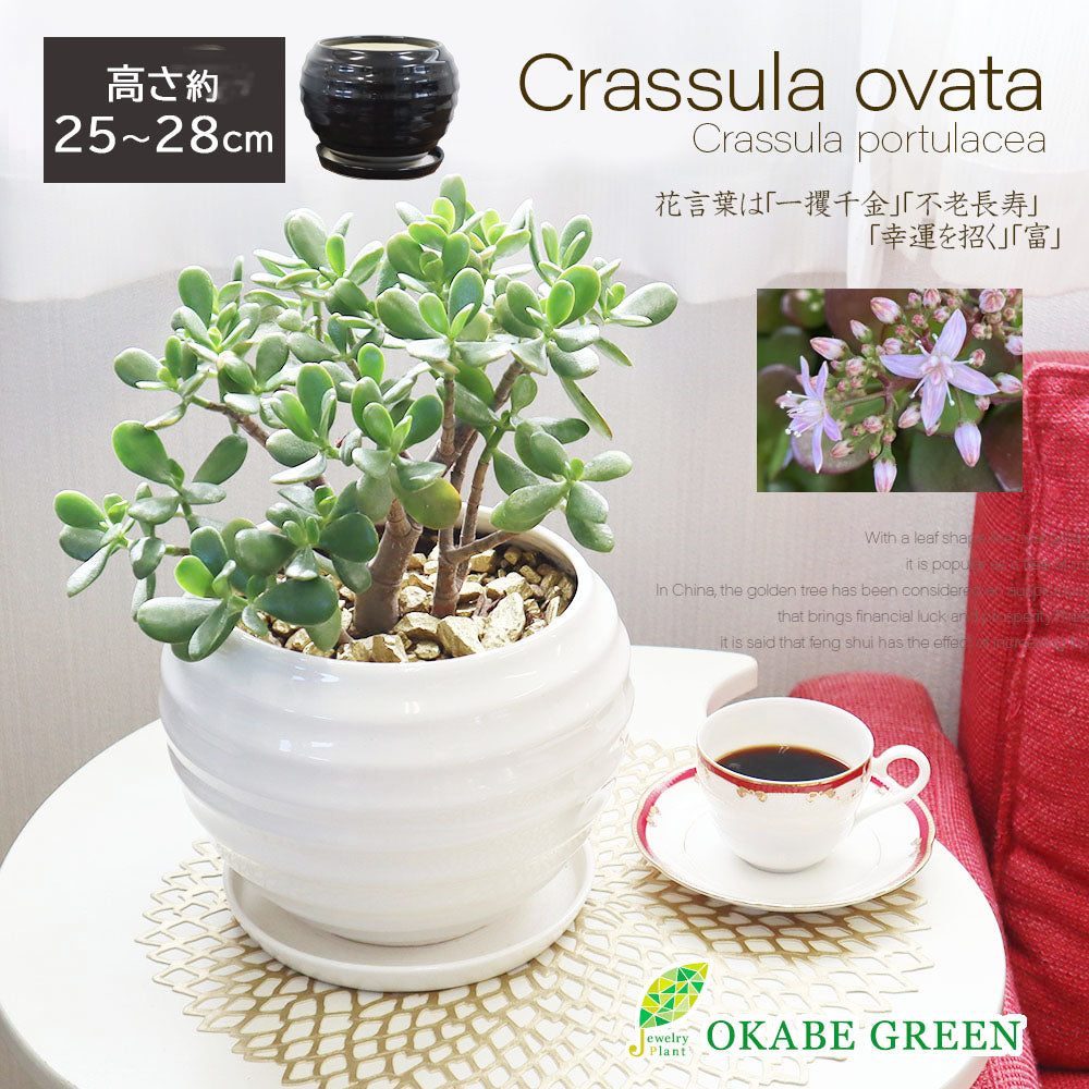 宝石のような観葉植物のお店 【Jewelry Plant】 金のなる木 8号 白丸