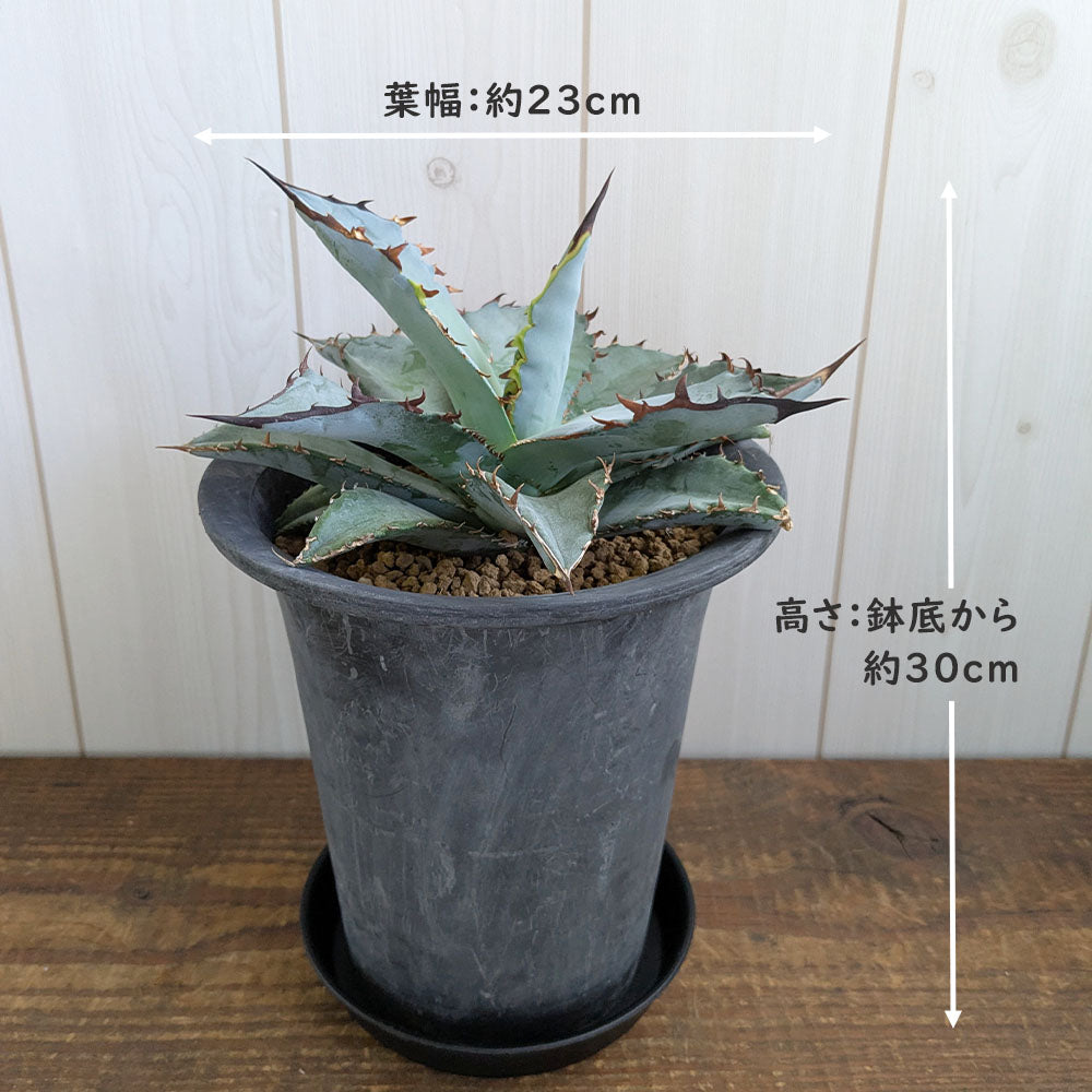 宝石のような観葉植物のお店 【Jewelry Plant】 アガベ オバティ