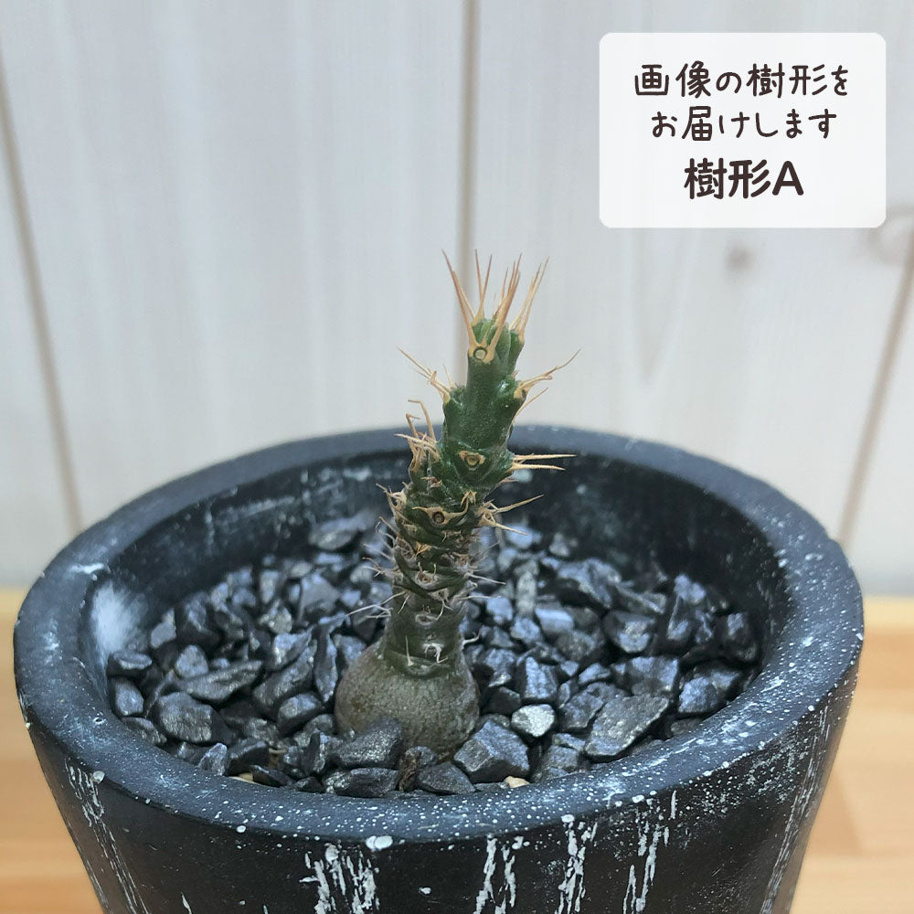パキポディウム サキュレンタム 選べる樹形 3号黒陶器鉢 ソーサー付 黒