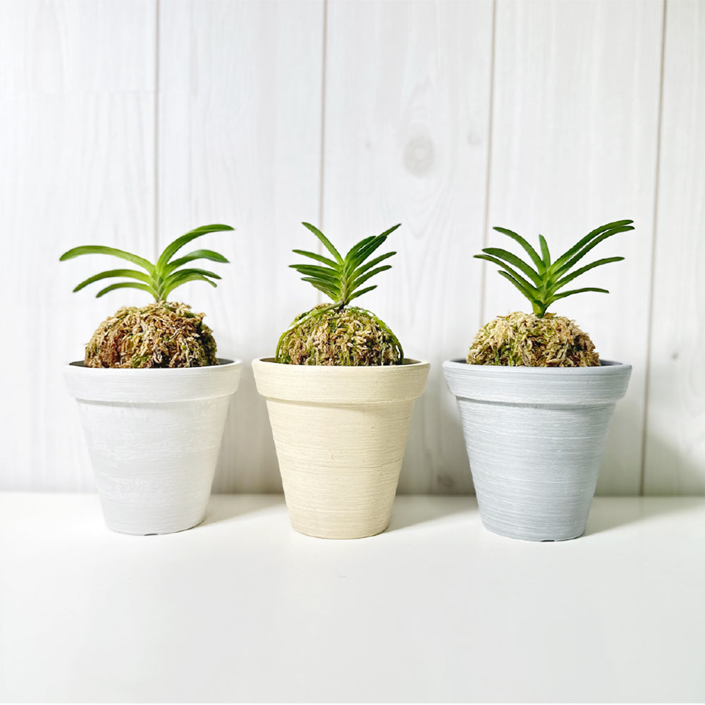 宝石のような観葉植物のお店 【Jewelry Plant】 富貴蘭 風蘭 蘭
