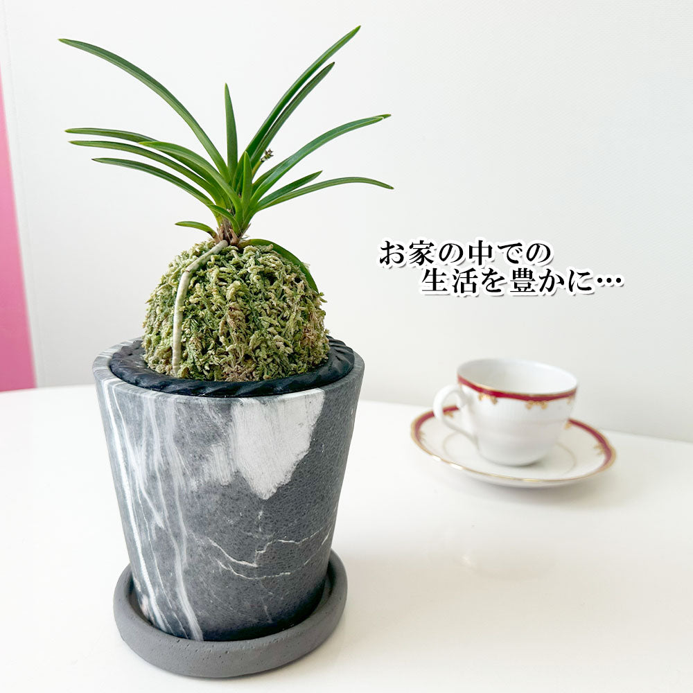 宝石のような観葉植物のお店 【Jewelry Plant】 富貴蘭 風蘭 蘭 グレー