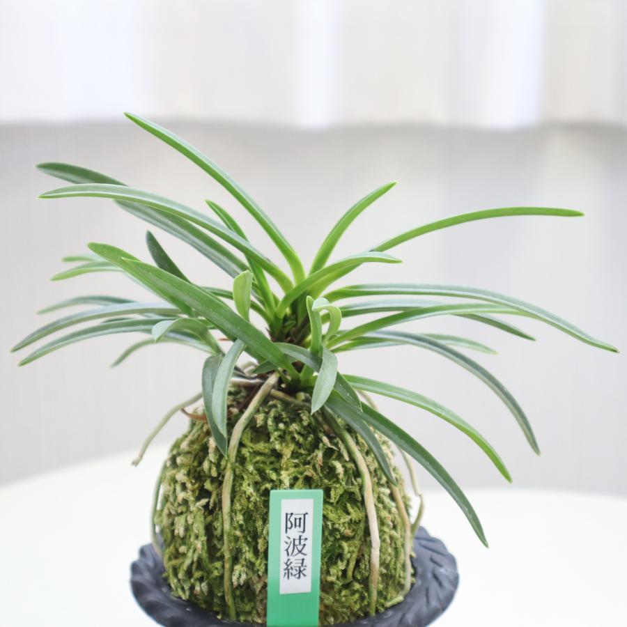富貴蘭 – Jewelry Plant online