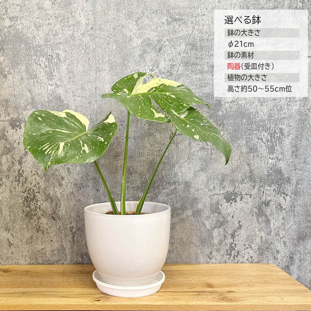 宝石のような観葉植物のお店 【Jewelry Plant】 【希少品種