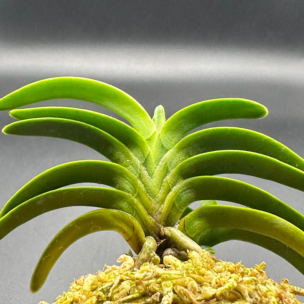 宝石のような観葉植物のお店 【Jewelry Plant】 富貴蘭 紀州緑風 4本立