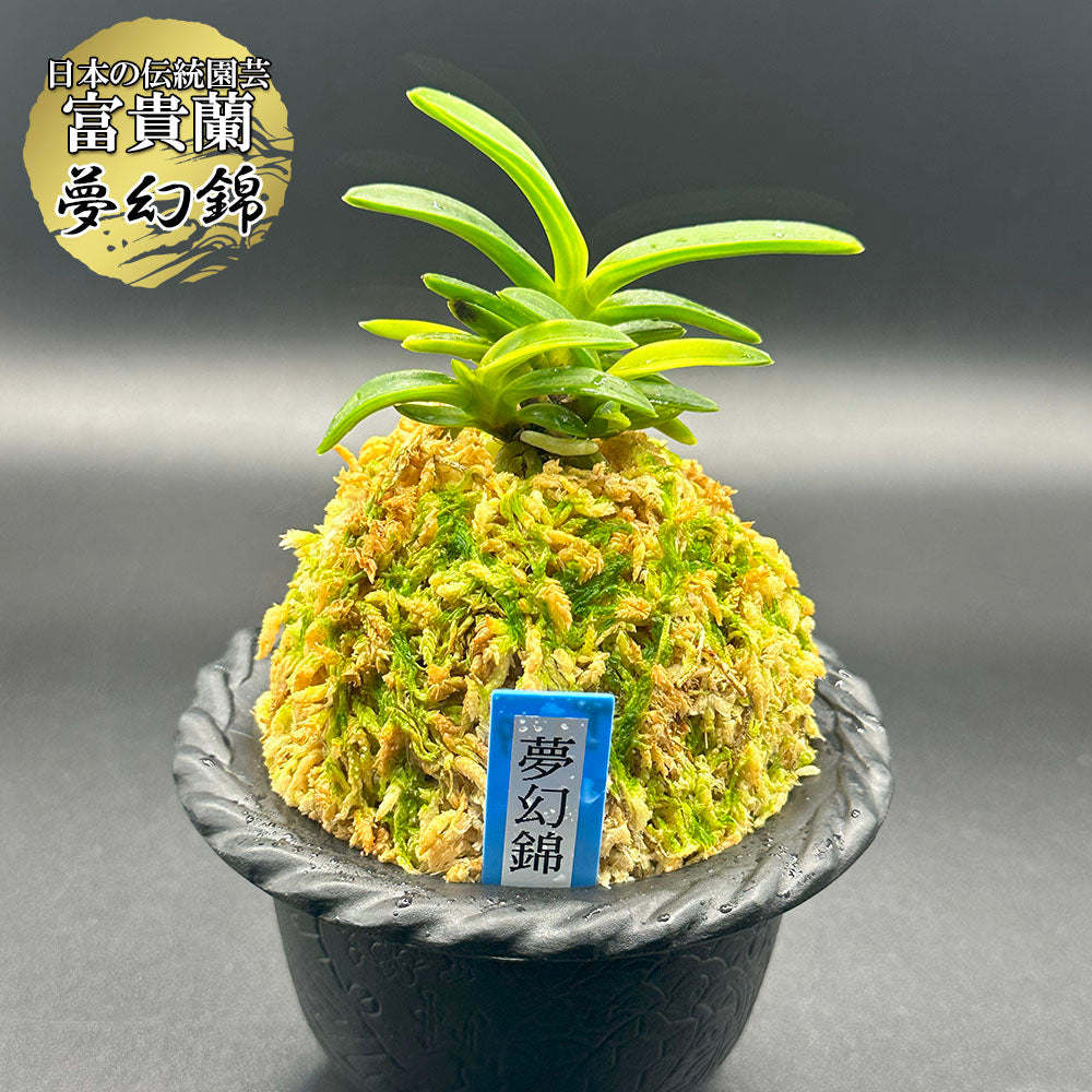 富貴蘭 風蘭 蘭 夢幻錦 むげんにしき 5本立 【現品】 T729 フウキラン