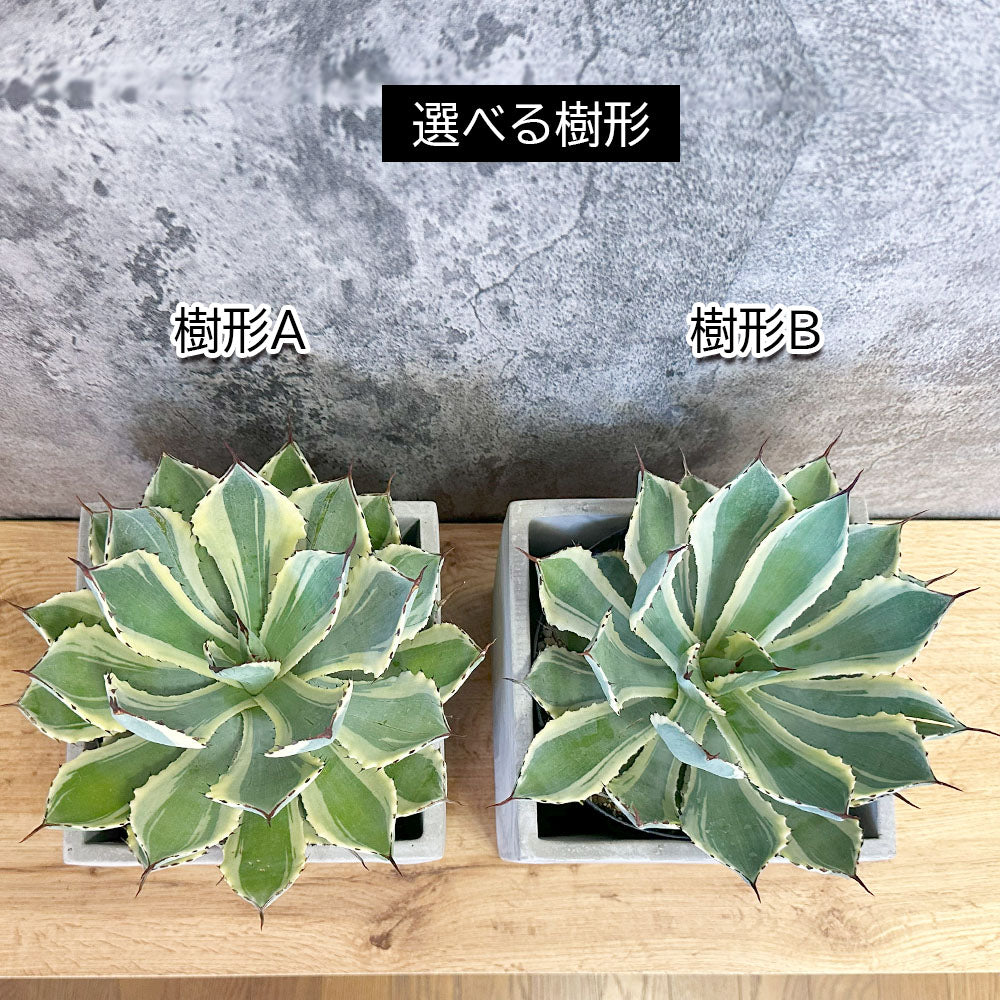 宝石のような観葉植物のお店 【Jewelry Plant】 アガベ 吉祥冠錦