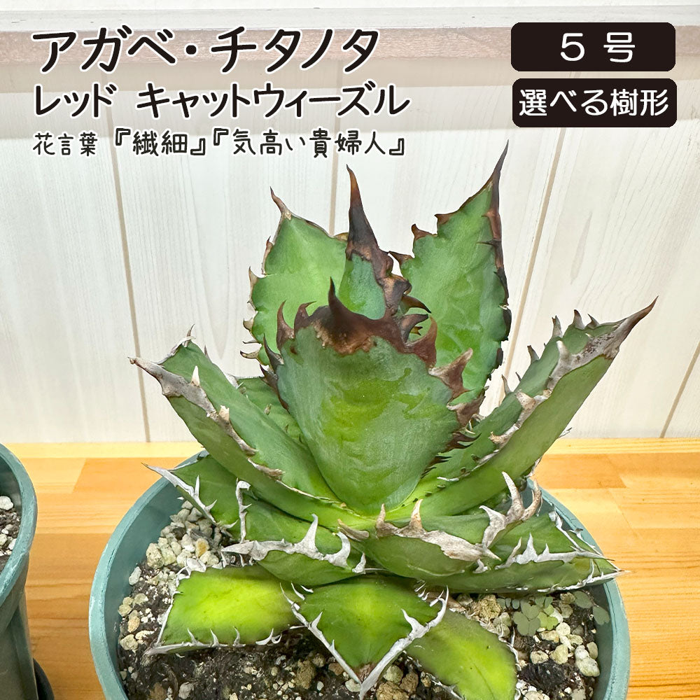宝石のような観葉植物のお店 【Jewelry Plant】 アガベ 笹の雪 6号