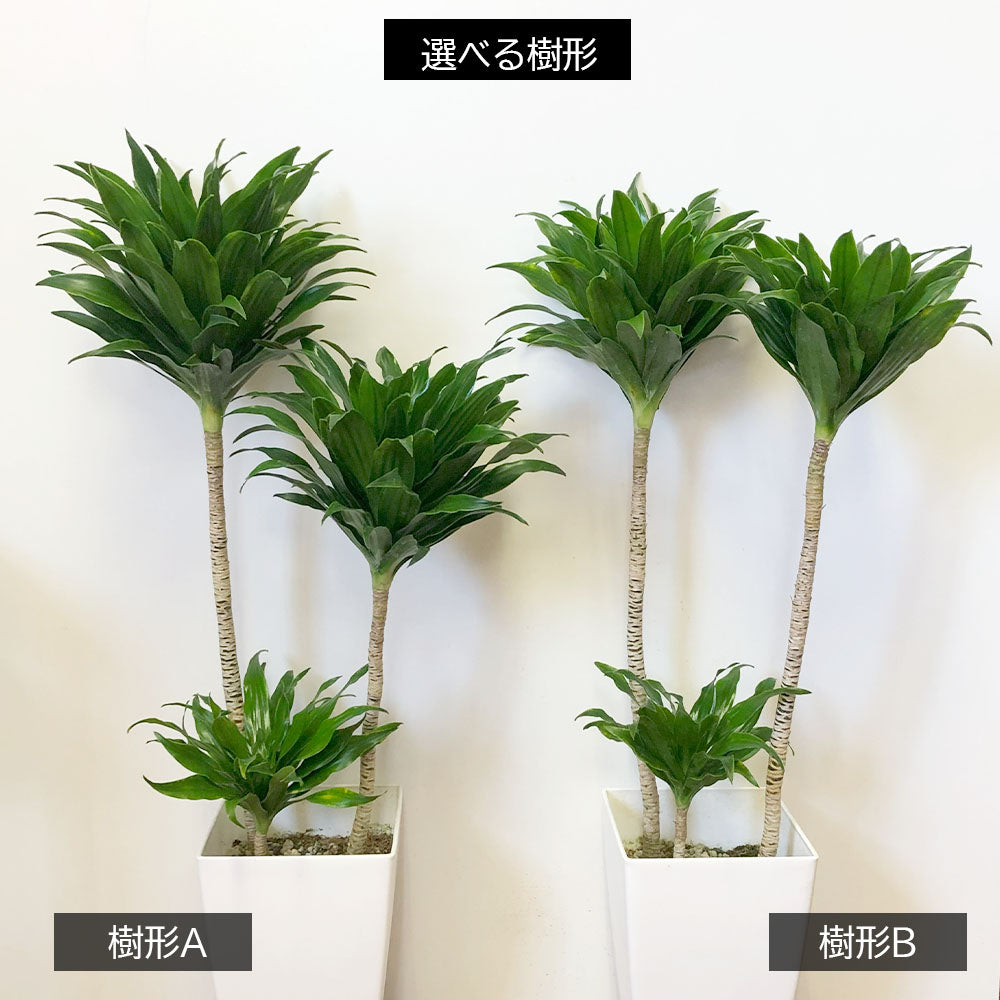 宝石のような観葉植物のお店 【Jewelry Plant】 ドラセナ コンパクタ