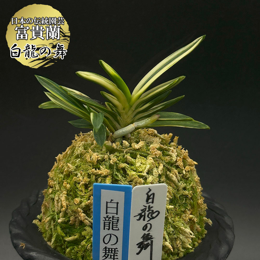 富貴蘭 風蘭 蘭 白龍の舞 ハクリュウノマイ 2本立 【現品】 t755