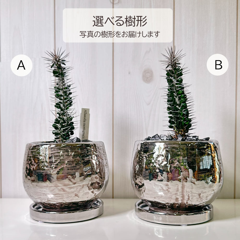 アローディア モンタグナッキー 5号 【現品】 選べる樹形 シルバー陶器