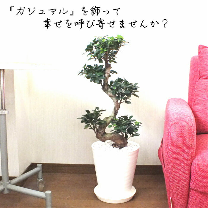 宝石のような観葉植物のお店 【Jewelry Plant】 ガジュマル 昇り竜 8
