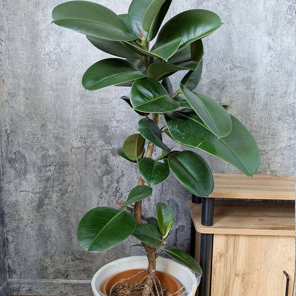 宝石のような観葉植物のお店 【Jewelry Plant】 ゴムの木 フィカス