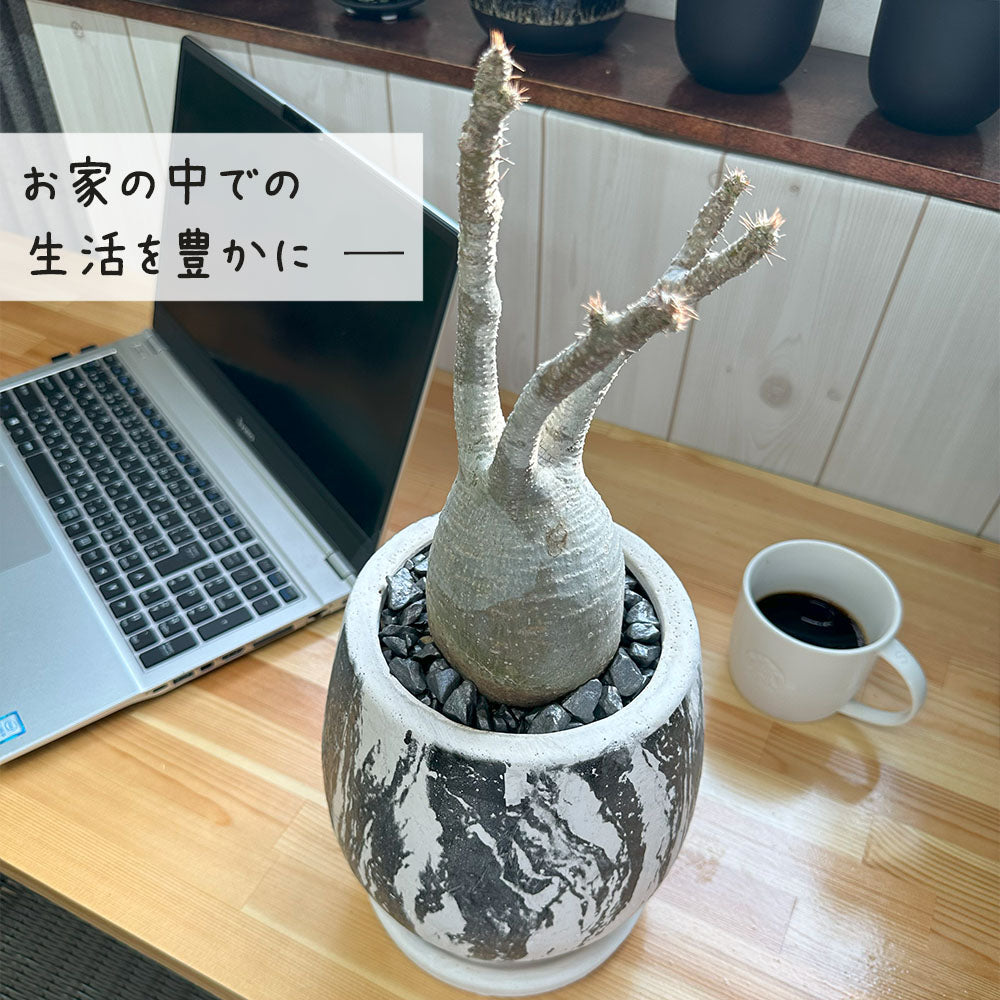 宝石のような観葉植物のお店 【Jewelry Plant】 【希少品種