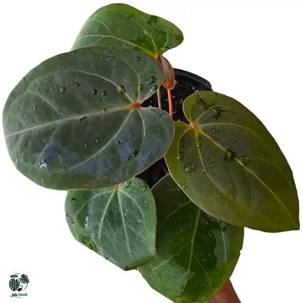 Anthurium Papillilaminum x One × Red stem - Super Rare - Jiffy Plants