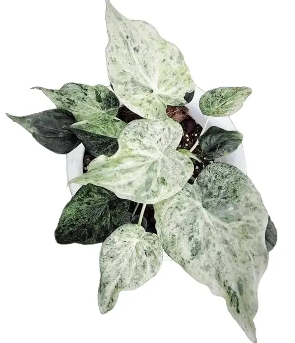 Alocasia Cucullata white marble variegated - Rare - Jiffy Plants