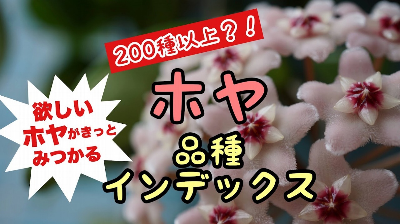 サクララン・ホヤ(観葉植物)の種類や品種リスト 200種以上のINDEX(レア