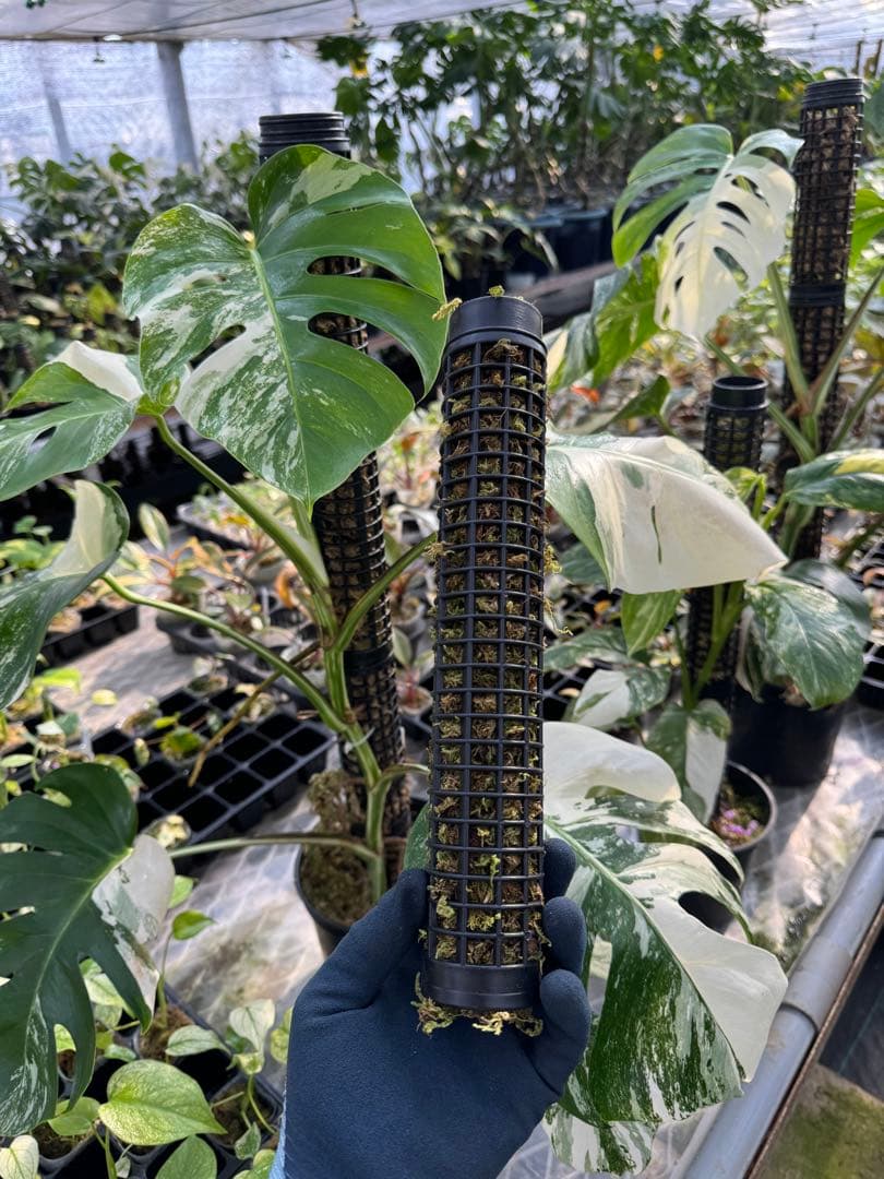 Jolie 水苔付き円柱型モスポール モンステラ支柱 生産プロの秘訣 植物