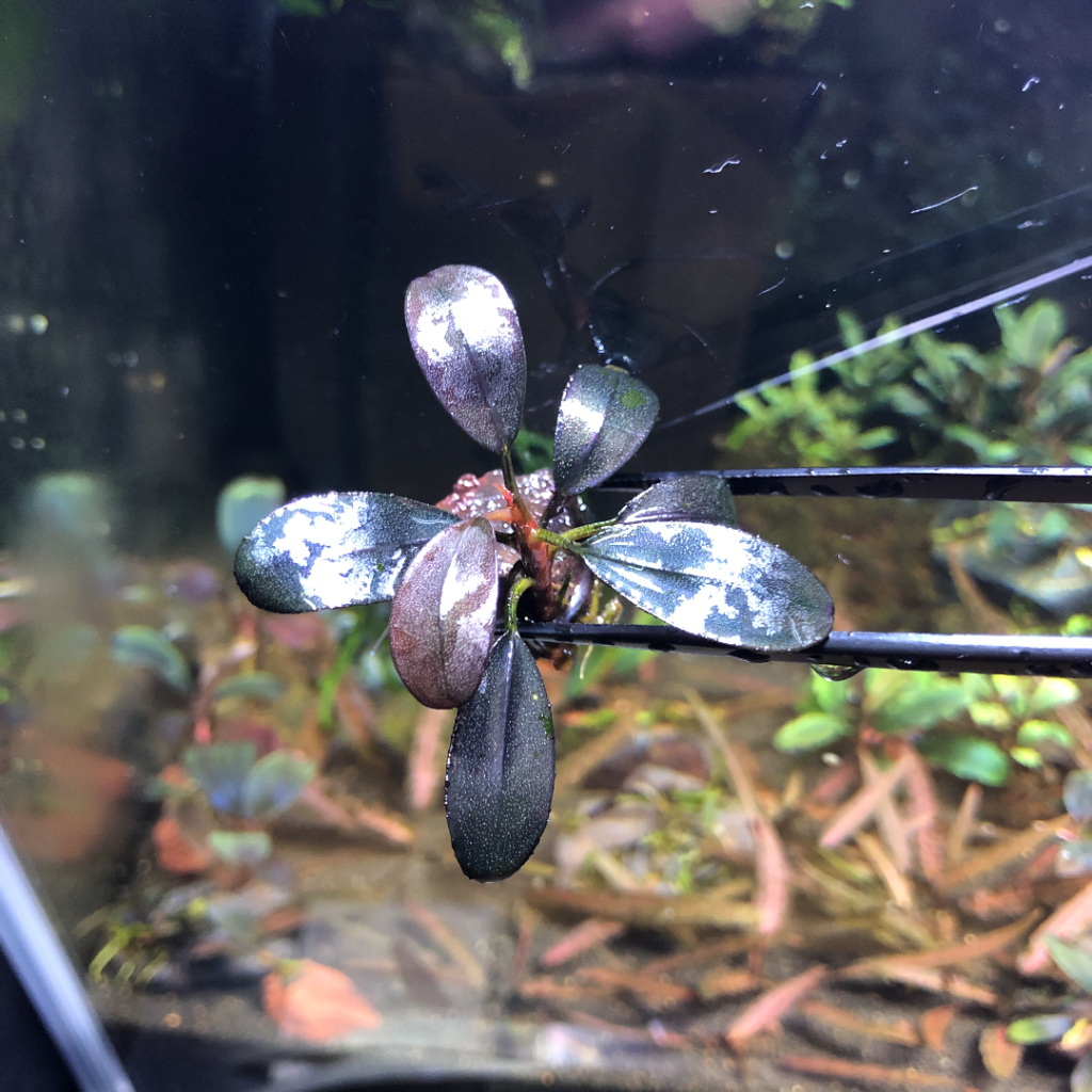 ブセファランドラ sp.スーパーパープル❣️Bucephalandra sp.Super