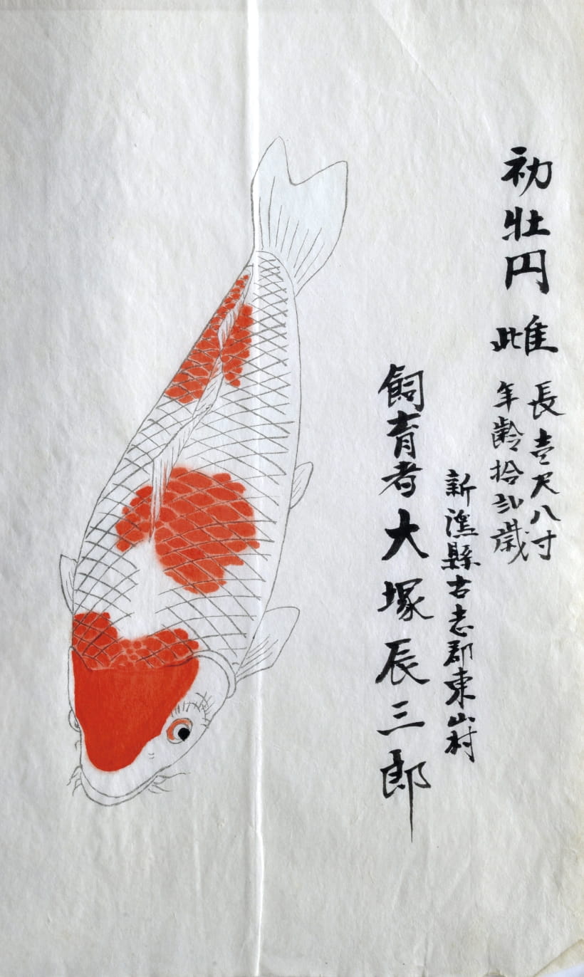 錦鯉の誕生・歴史 - 全日本錦鯉振興会