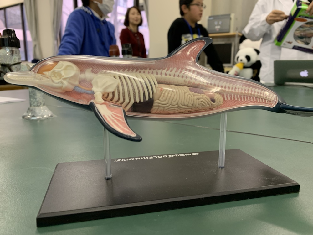 エリアA（三重大学）：観察実験講座「イルカのからだのしくみ」を行い