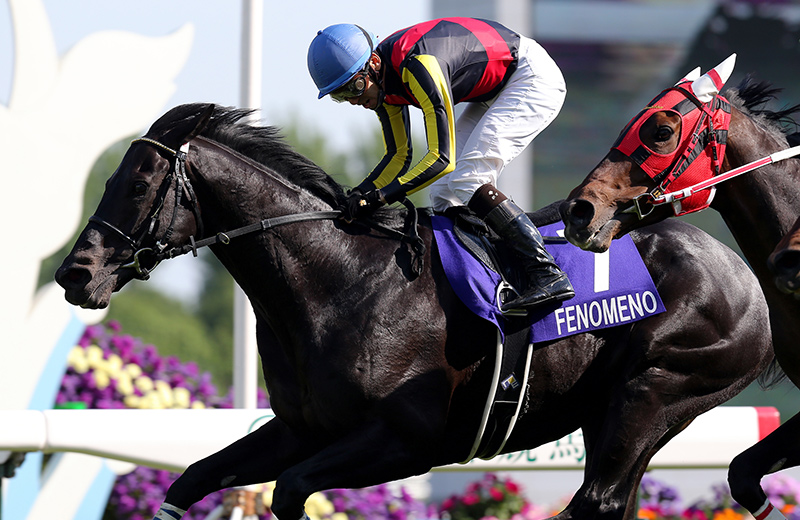 フェノーメノ｜名馬メモリアル｜競馬情報ならJRA-VAN